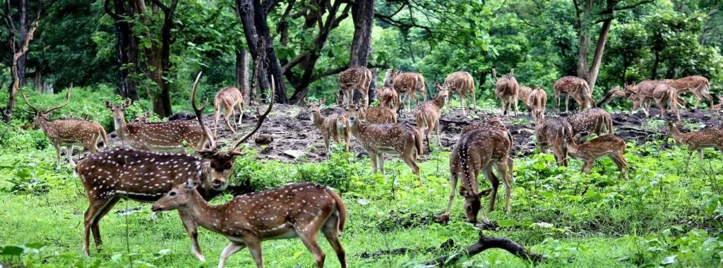 Accessible Bardiya wildlife safari tour