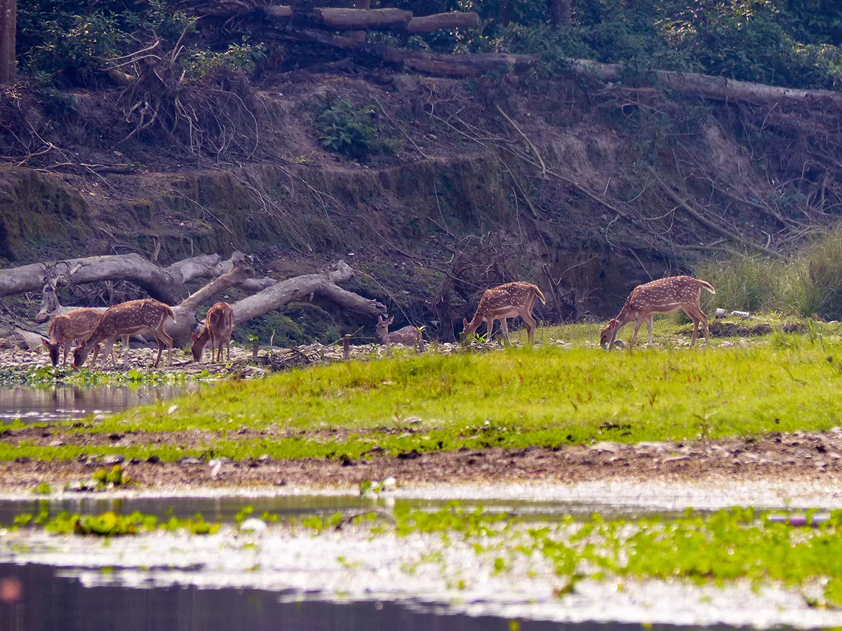wheelchair accessible jungle safari in chitwan