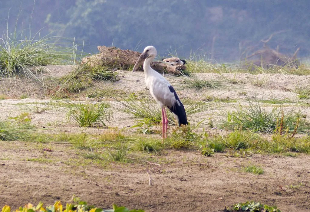 bird watching tour in Nepal